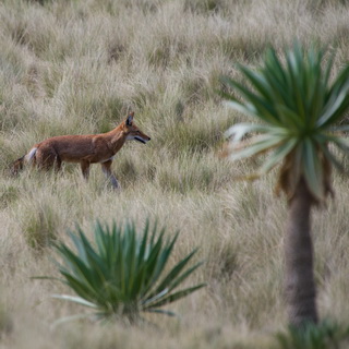 Simien Mountains - Ethiopian wolf